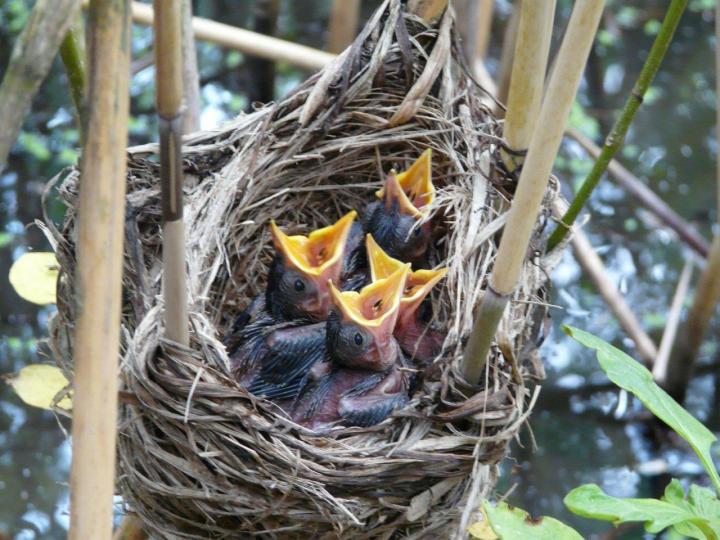 疟疾不会让大苇莺失去繁殖后代的能力,却会减少它们的寿命以及繁殖的幼鸟数量。