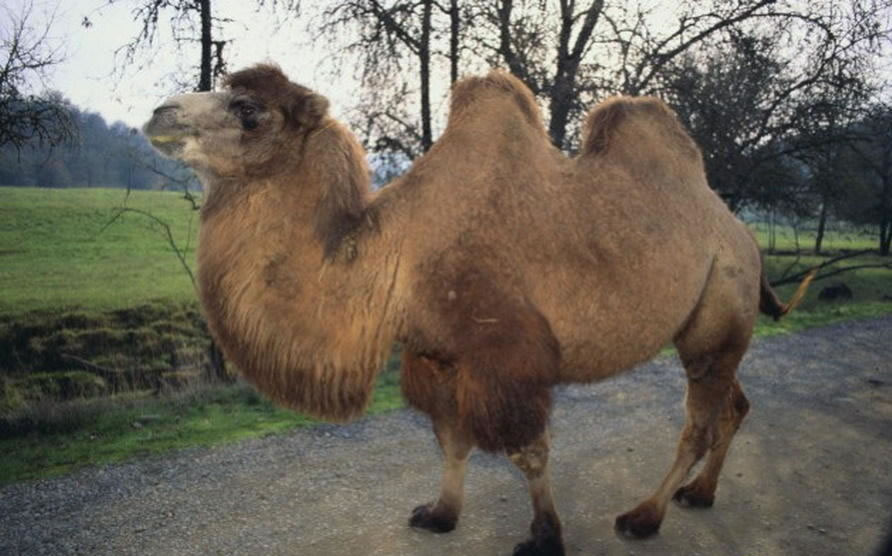 远古骆驼源于北极