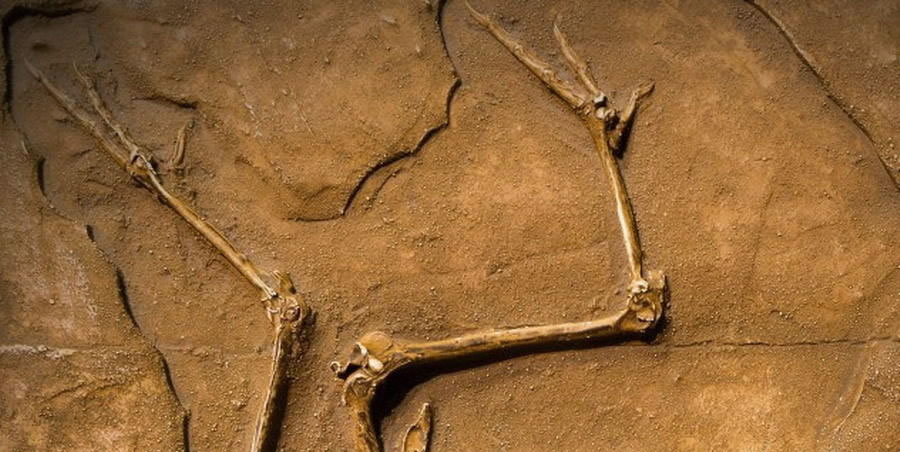 揭晓恐手龙之谜