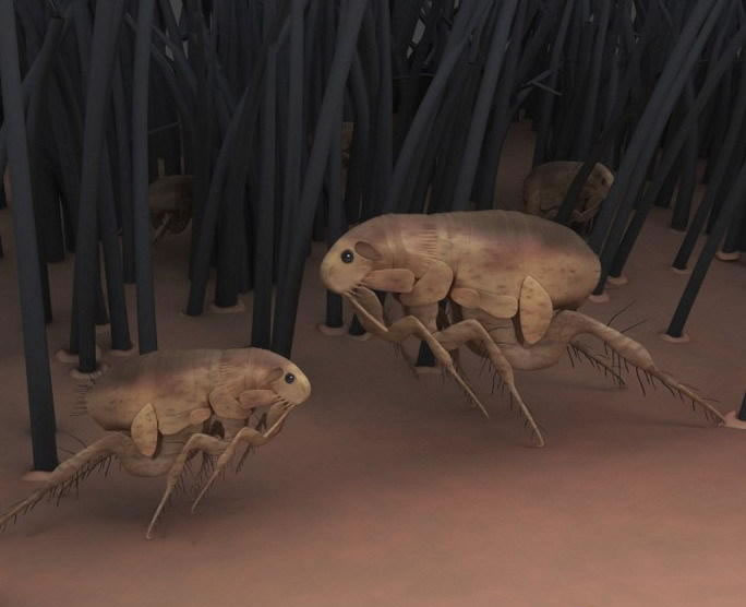 恐龙身体上没有跳蚤