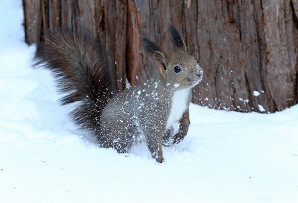 日本一群野生虾夷栗鼠无惧严寒在大雪中欢快蹿跳