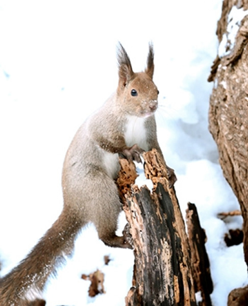 日本一群野生虾夷栗鼠无惧严寒在大雪中欢快蹿跳