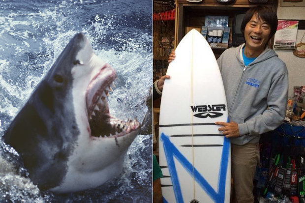 澳洲黄金海岸又发生鲨鱼攻击事件 冲浪日本男子不幸丧生