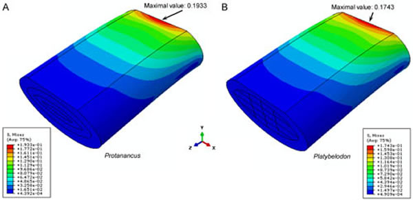 ԭ�������A���Ͳ�����B�����ųݵ�����Ԫ��ѧģ�� (�����빩ͼ)