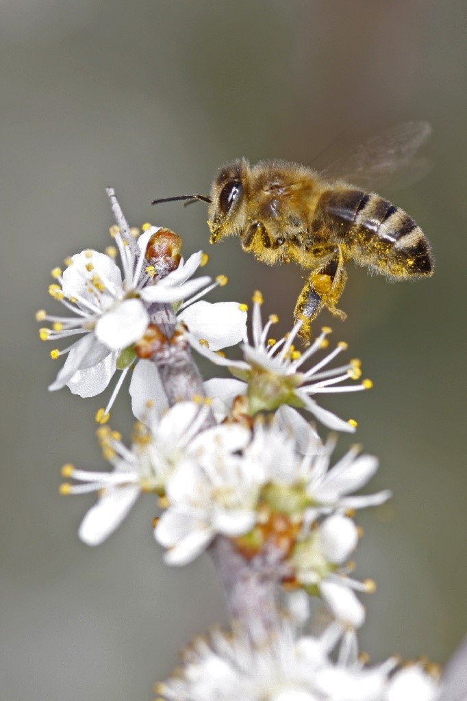 �뻷��в����������ϵ��������ʳ��Ϊ���ܵ��·�Ⱥ�ı���