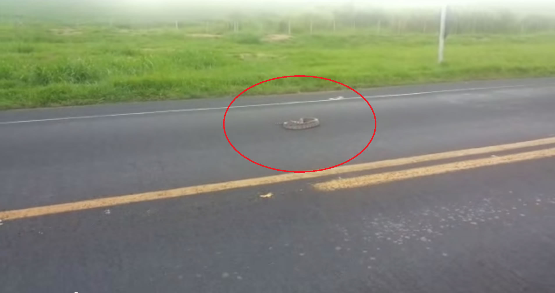 巴西圣保罗高速路上一条眼镜蛇居然攻击过往车辆