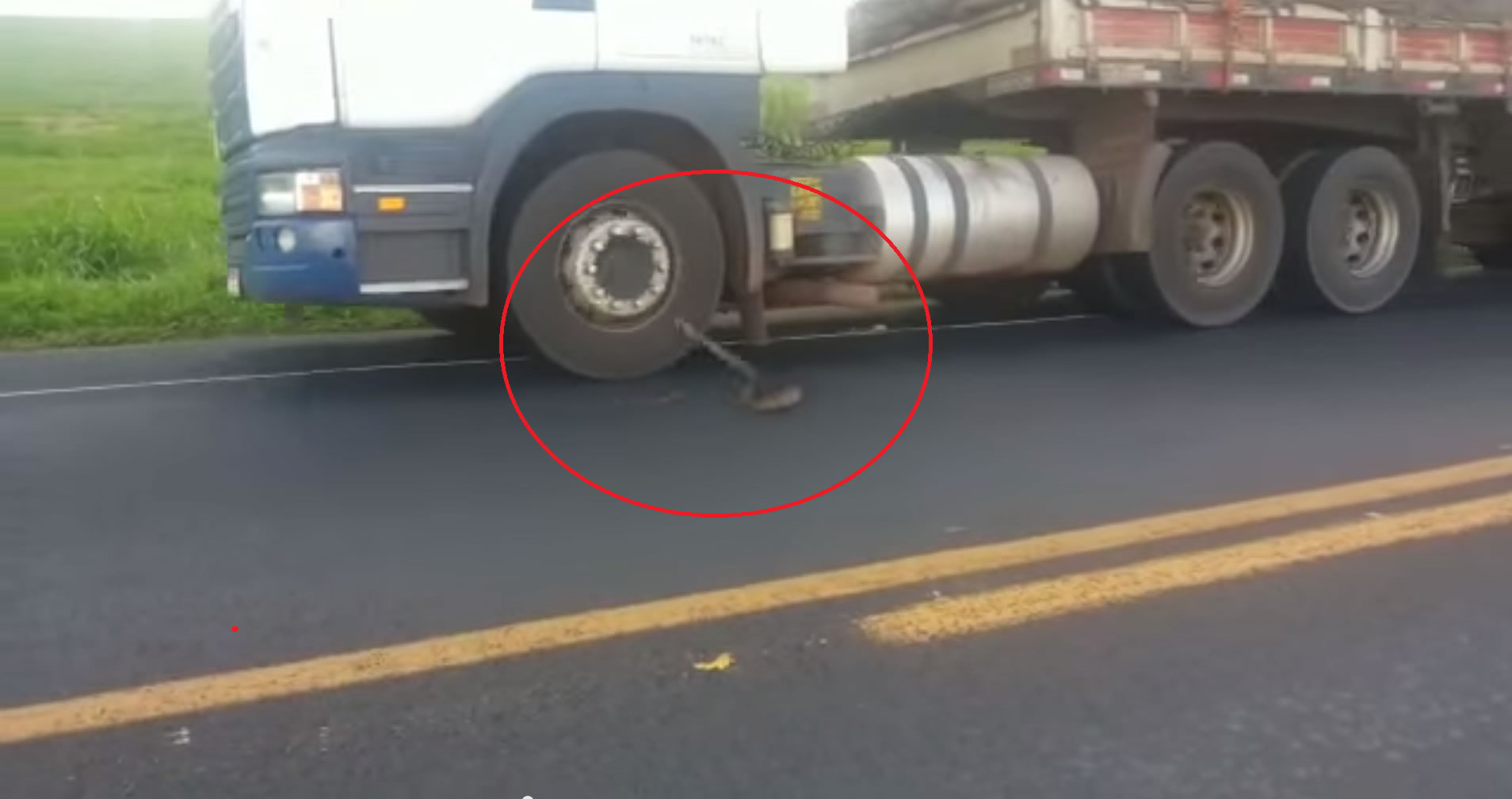 巴西圣保罗高速路上一条眼镜蛇居然攻击过往车辆