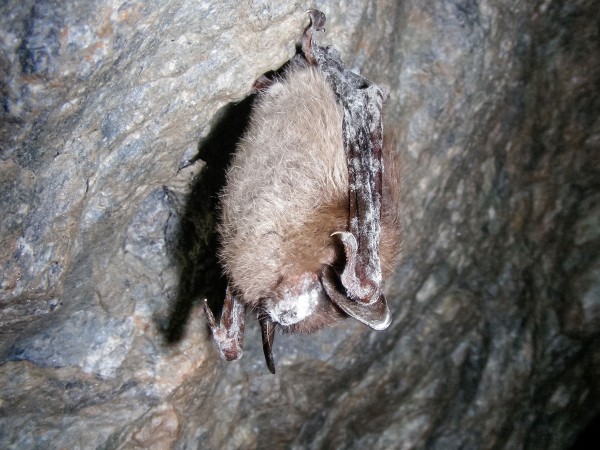 一种叫白鼻综合征的真菌疾病已经杀死超过500万只北美蝙蝠