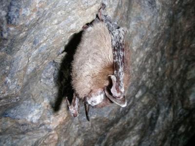 新研究表明动物会思考 但不会分类只能做改进