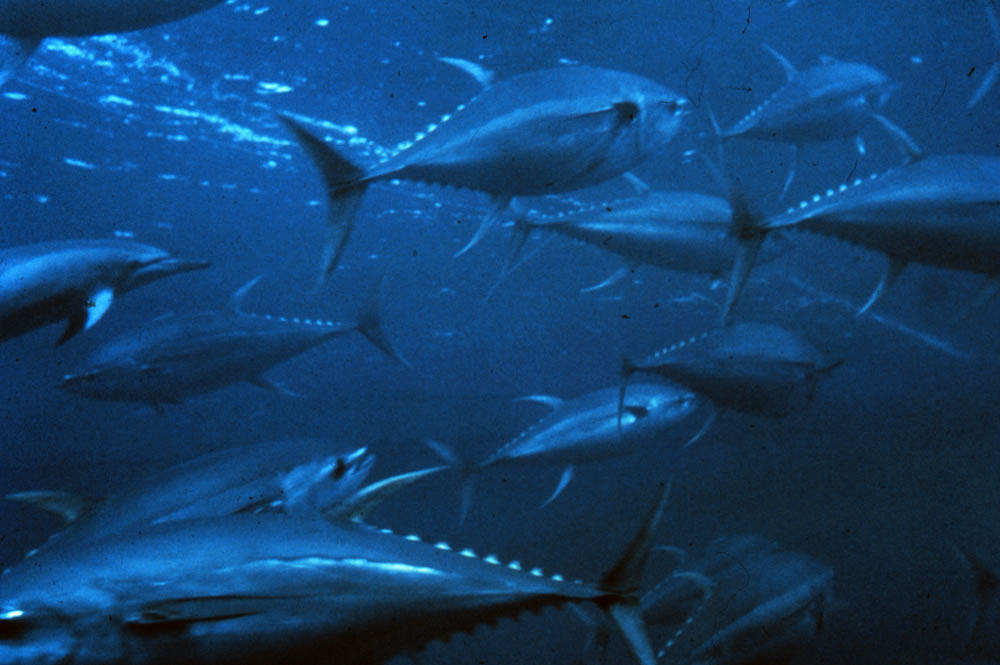 �����о���ʾ�������������ڵ�ˮ��������1998��������������