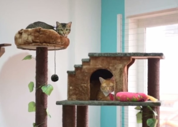 博物馆饲养的都是被遗弃或获救的流浪猫