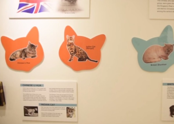 猫咪博物馆有不同血统猫咪的资料介绍