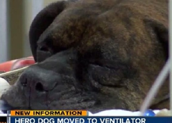 忠犬卡门目前情况危殆,生死未卜。