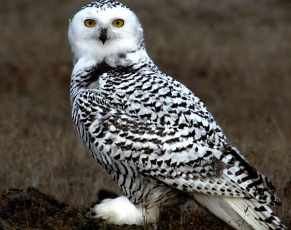雌性雪猫头鹰生性凶恶会吃掉伴侣。(资料图片)