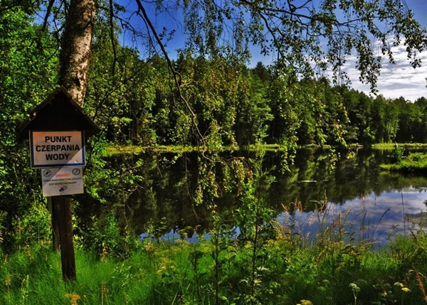 “黑寡妇”雪猫头鹰居于波兰的森林动物收容所(图)。
