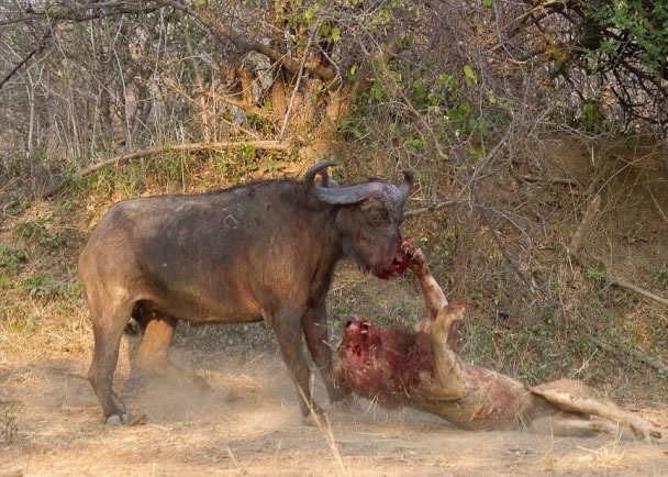雄狮与水牛拉锯战持续一小时