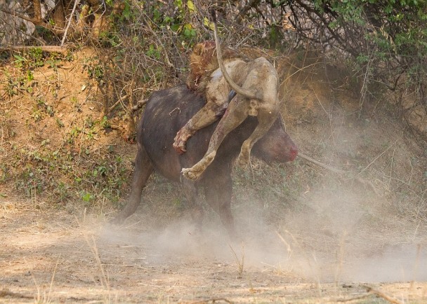 雄狮发狠直跳上水牛的头上
