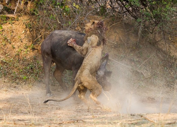 一狮一牛贴身肉搏
