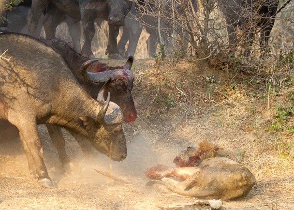 另一只水牛赶至营救同伴,用角猛撞雄狮。