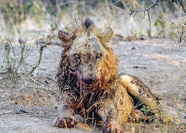 雄狮两天后伤重丧命。