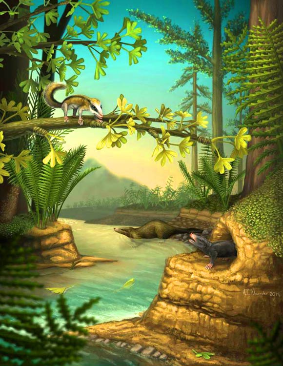 Agilodocodon scansoriusϣDocofossor brachydactylus ()ʽ滷