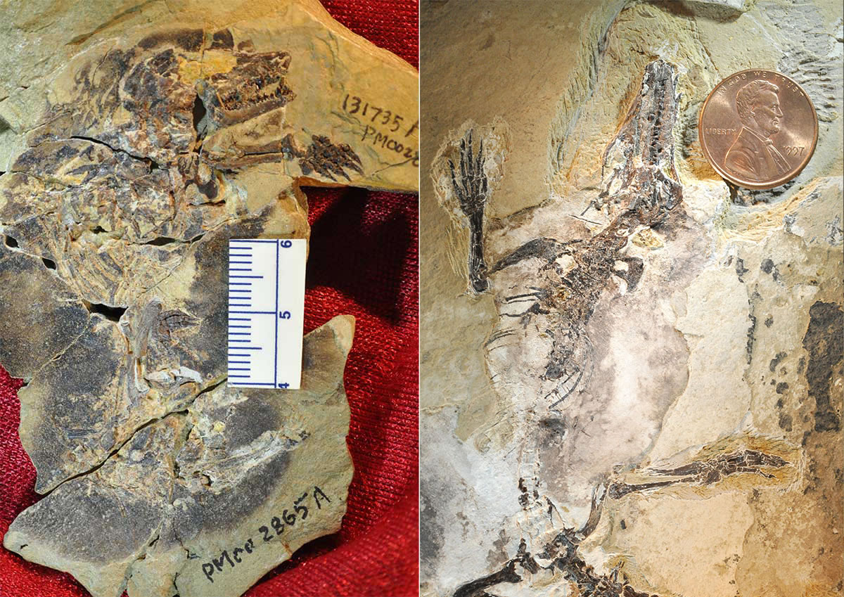 Agilodocodon scansoriusDocofossor brachydactylusĻʯ