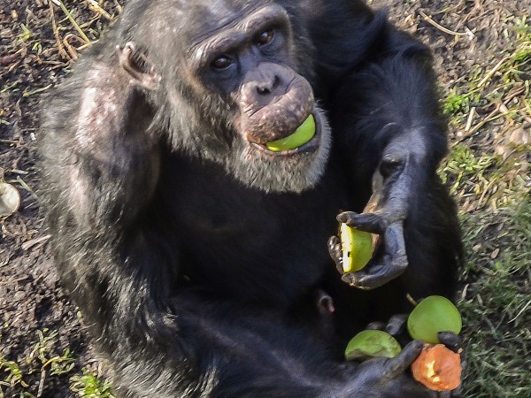 �о����ֺ������ܸı��Լ��Ľ���