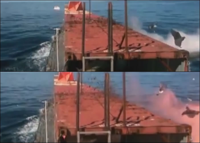 小白鸽在战斧击中目标一刻飞走,保住性命。