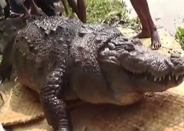 鳄鱼已有百岁高龄