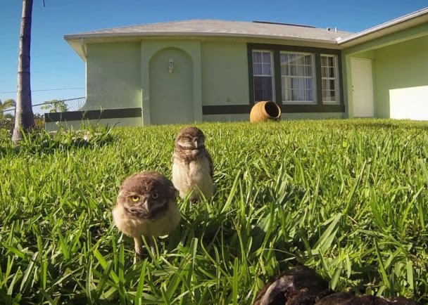 两只猫头鹰幼雏好奇地走近摄影机,恍似在跳hip hop舞。