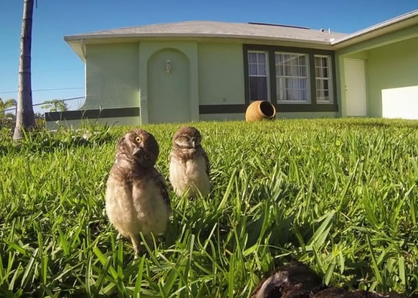 两只猫头鹰幼雏时而侧头,时而扭颈,煞是可爱。