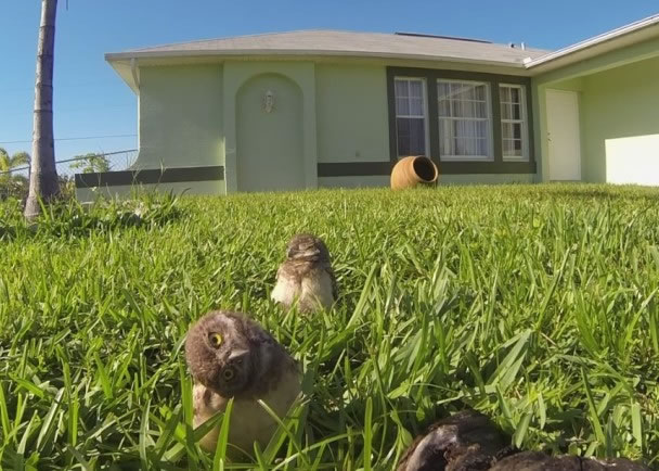 两只猫头鹰幼雏对着镜头尽情表演。