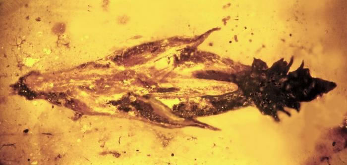 在缅甸发现的一块琥珀化石中发现与今天的麦角菌相似的细菌