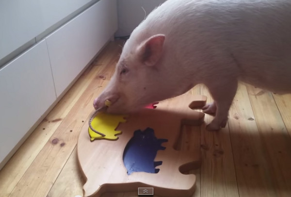 ������С���Լ���ƴͼƴ����ȷ��λ��