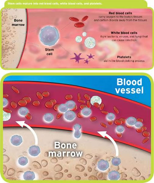 �״λ���۲��ϸ������Ѫϸ��