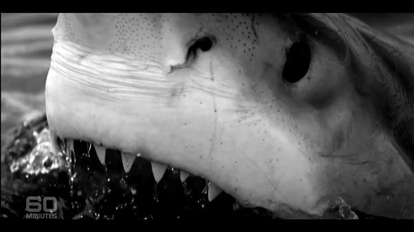 ޳˿2ֻ衰л˫ǰ۱ҧ