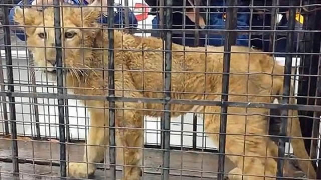 墨西哥男子以为门口狮子是玩具