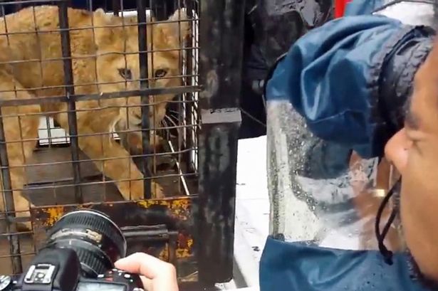 幼狮原来是邻居19岁怀孕少女获赠的礼物