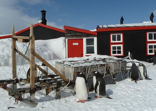 在洛克雷港工作要与2000只企鹅共处。