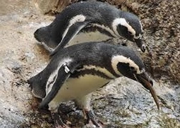 研究发现,企鹅没有甜、苦和鲜的味觉基因。