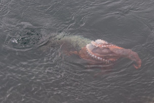 ˫�����Ǳ��ˮ�¾���