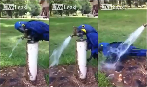 想冲凉不求人,蓝鹦鹉飞到水龙头上用鸟喙「自己来」。