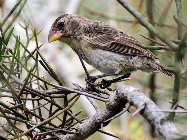 �е�ȸ��Geospiza fortis��