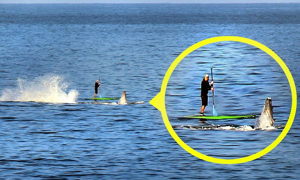 夏威夷海岸座头鲸浮出海面致身后划桨者似骑在