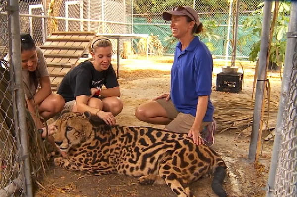 罕见帝王猎豹斑点变条纹更利于猎杀