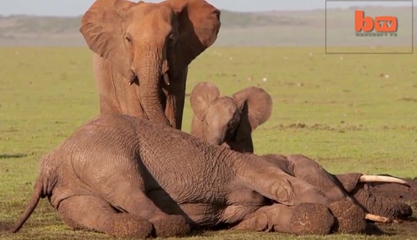 ĸ���ʬ������������ȺΧ��