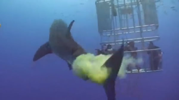 不爽被拍?鲨鱼海中放屁有如黄色烟雾弹