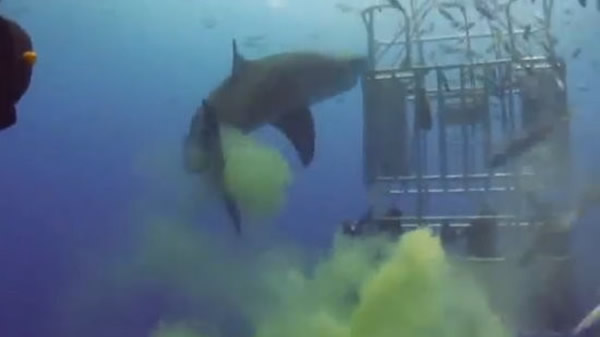 不爽被拍?鲨鱼海中放屁有如黄色烟雾弹