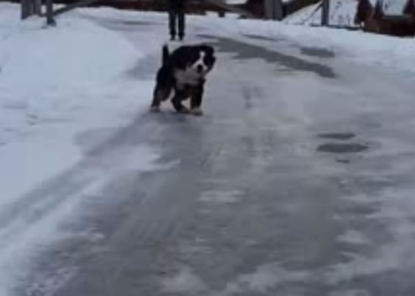 奎因结冰路面兴奋地奔向主人索抱。