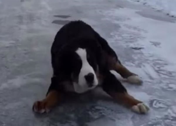 奎因跌倒后,一直滑行了数米方停下,一脸慌张。